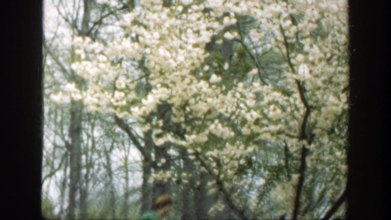 White blossoms and tree branches seen through a dark window frame.