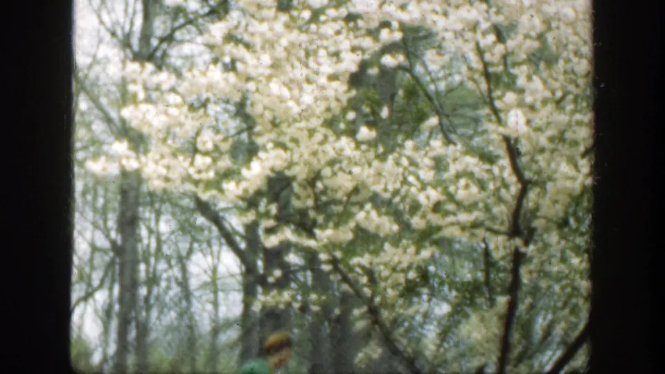1949 Cincinnati home-movie frame of white spring blossoms and branches viewed through a dark window frame.