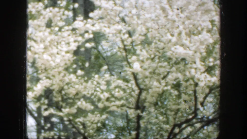 White flowering tree canopy and dark branches appear beyond vertical window framing in this 1949 Cincinnati 8mm frame.