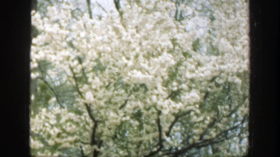 A soft 8mm view of dense white spring blossoms and curved branches seen through a window in Cincinnati, Ohio, in 1949.