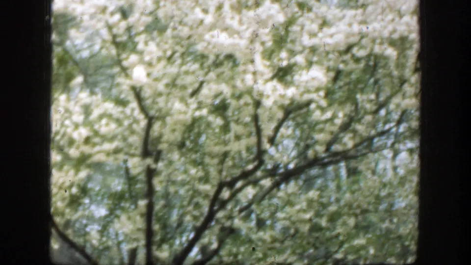 Right-side window view of white blossoms, dark limbs, and blue sky in a 1949 Cincinnati home-movie shot.