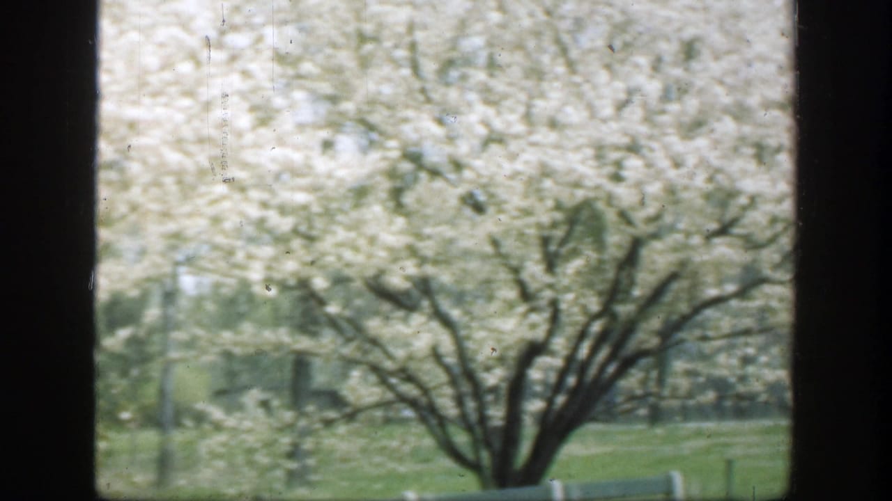1949 8mm home-movie view in Cincinnati, showing white spring blossoms through dark window mullions above a grassy park area.