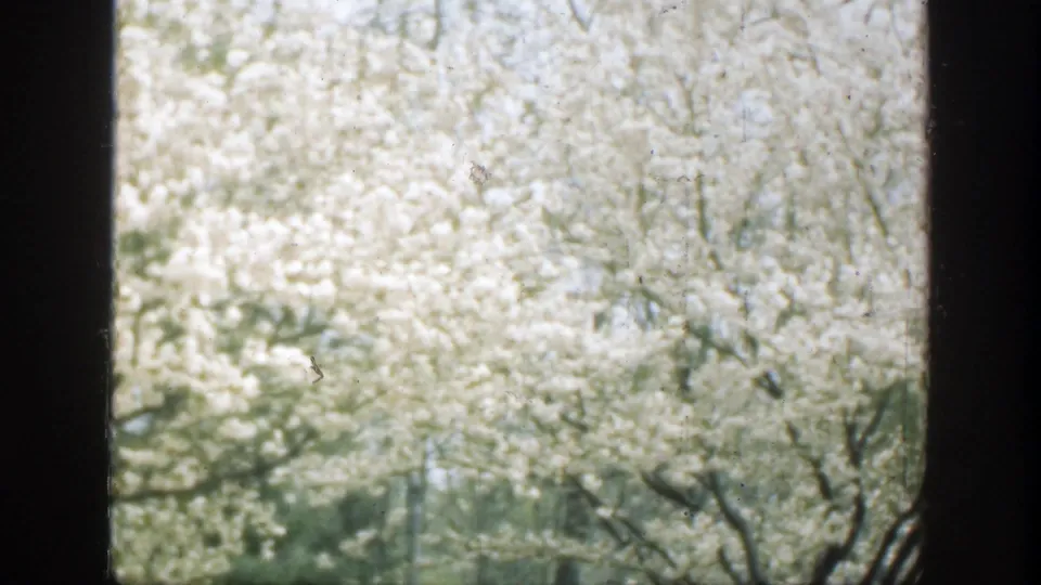 A window-framed 1949 Cincinnati park view centers on dense white blossoms and faint tree branches in soft 8mm color.