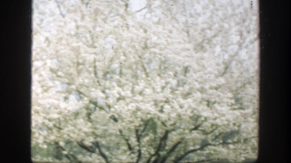 Soft 8mm footage shows white blossoms and dark tree limbs viewed from a window, with only traces of the park below.