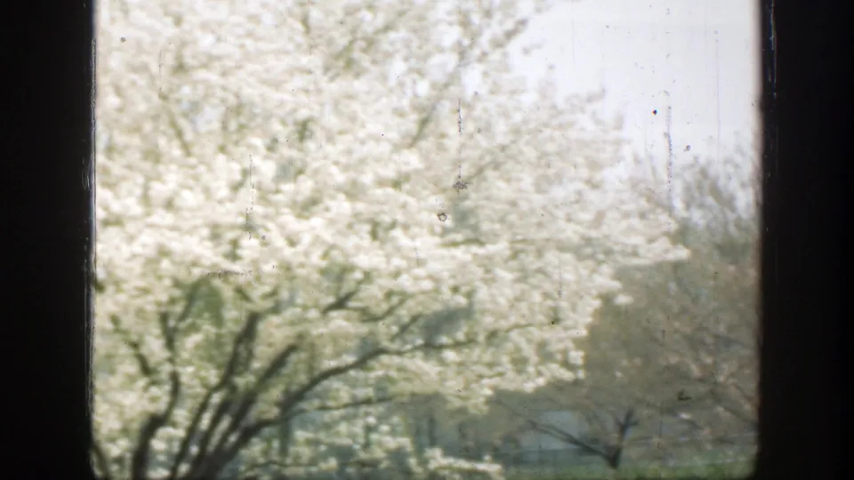 The final 1949 Cincinnati frame shows spring blossoms over branching limbs, with lawn and distant park features below the window line.