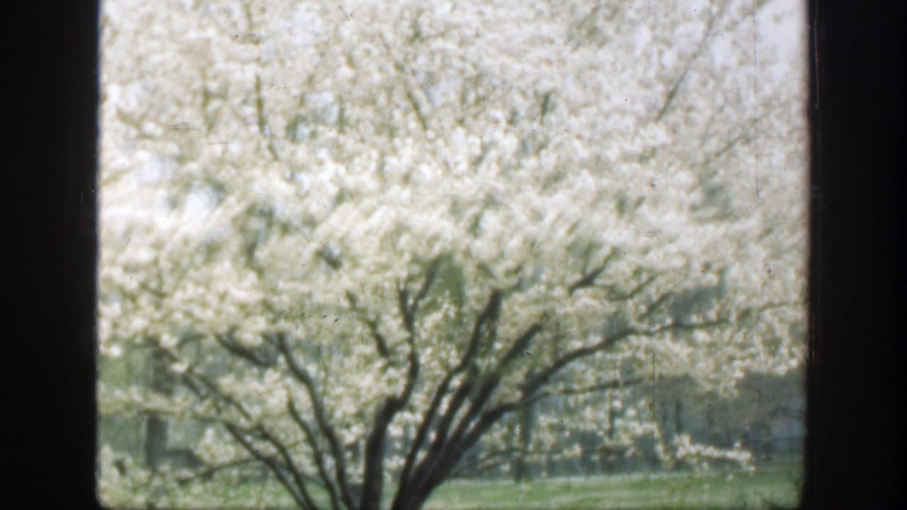1949 Cincinnati 8mm frame showing a white-blossomed tree and lawn viewed through a dark window frame.