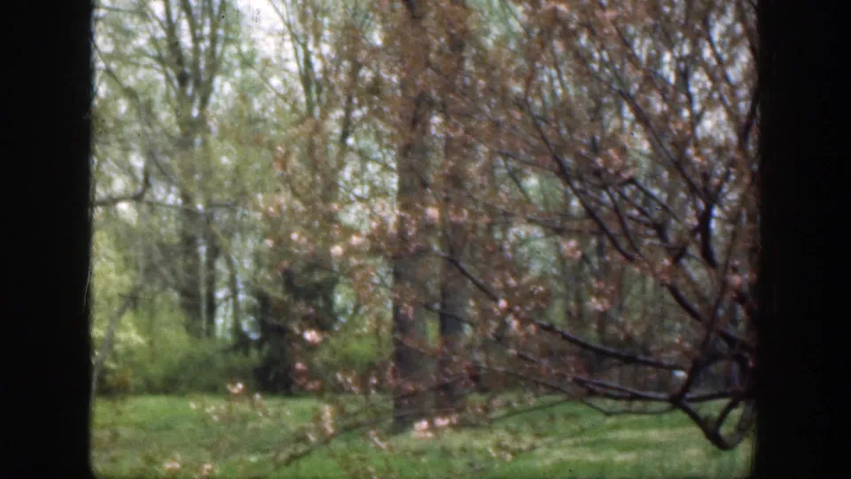 1949 Cincinnati 8mm frame with flowering branches, lawn, and trees seen through the right side of a window.