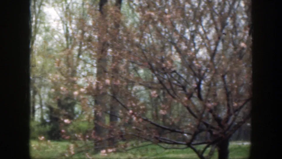 1949 Cincinnati 8mm frame showing a flowering tree with pink-brown branches and lawn beyond the window.