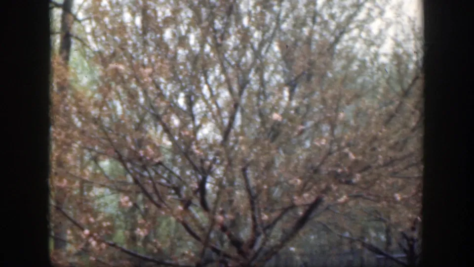 1949 Cincinnati 8mm frame of soft-focus flowering branches, lawn, and background trees near a dark window mullion.
