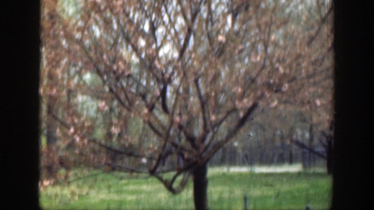 Soft-focus trees and grass in a zoo-like outdoor enclosure.