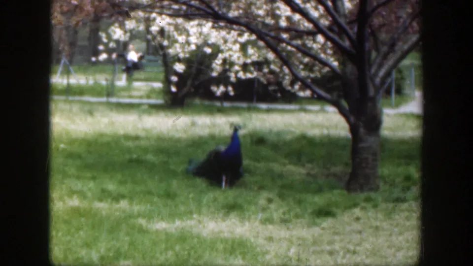 A blue peacock stands in a grassy Cincinnati zoo enclosure beneath flowering branches in 1949 home-movie footage.