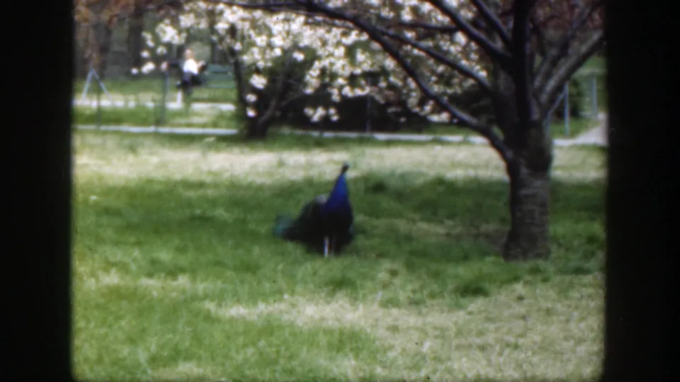 The 1949 Cincinnati zoo footage shows the peacock near a tree, with distant visitors and landscaped paths behind the enclosure.