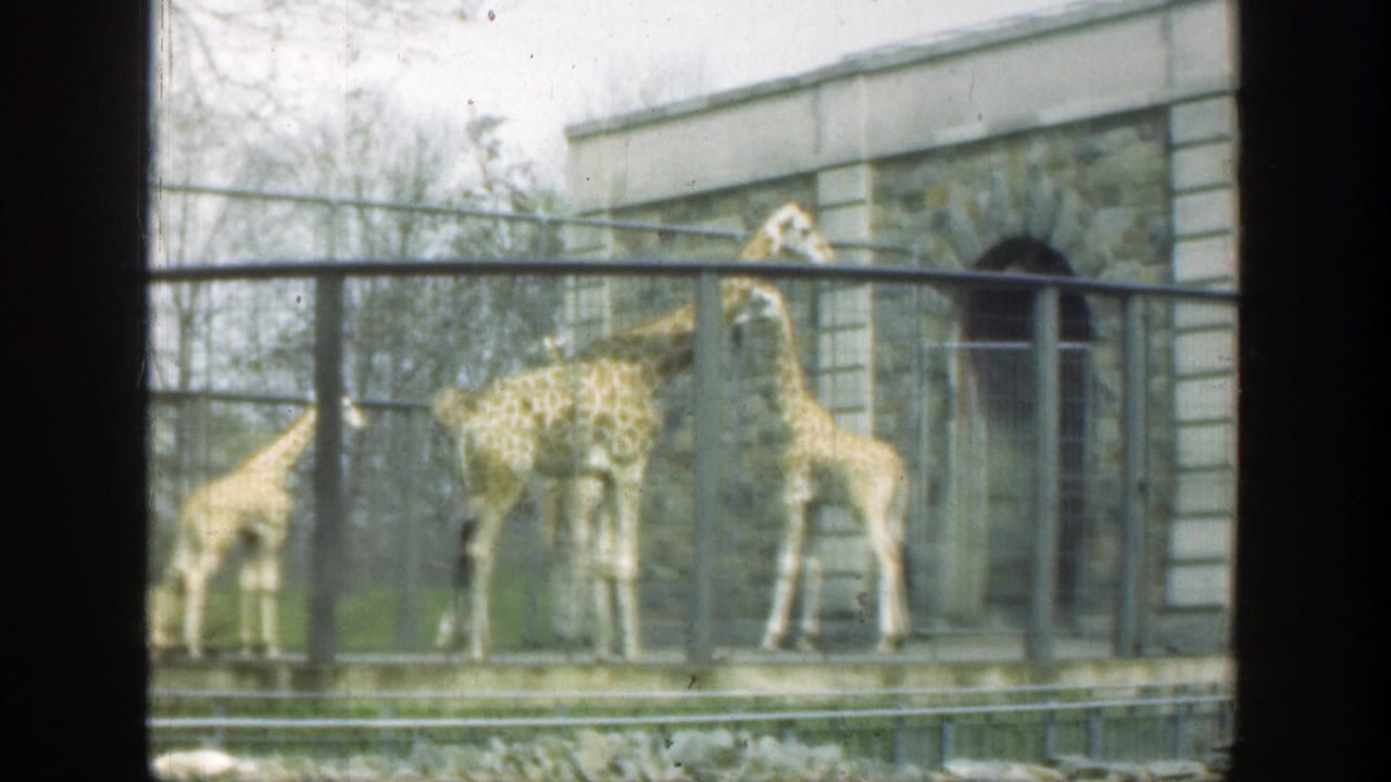 1949 Cincinnati zoo footage shows giraffes in an outdoor enclosure with a metal fence, stone building, and bare trees.