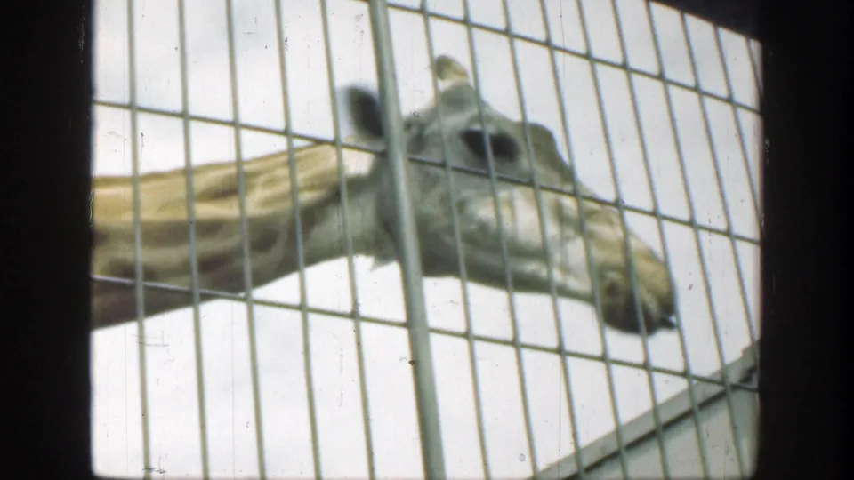 A giraffe's head fills the frame behind enclosure bars in 1949 Cincinnati zoo home-movie footage.