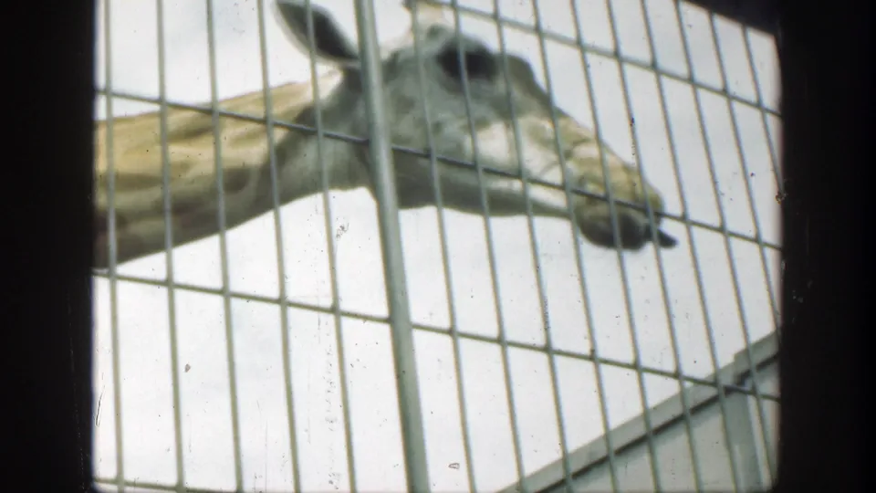 The giraffe remains close behind the metal enclosure bars, its head partly soft from motion and 8mm focus.