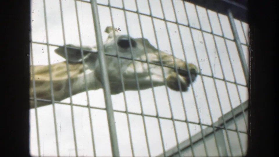A giraffe is seen in profile behind the zoo enclosure bars, with the fence grid and roofline visible in the frame.