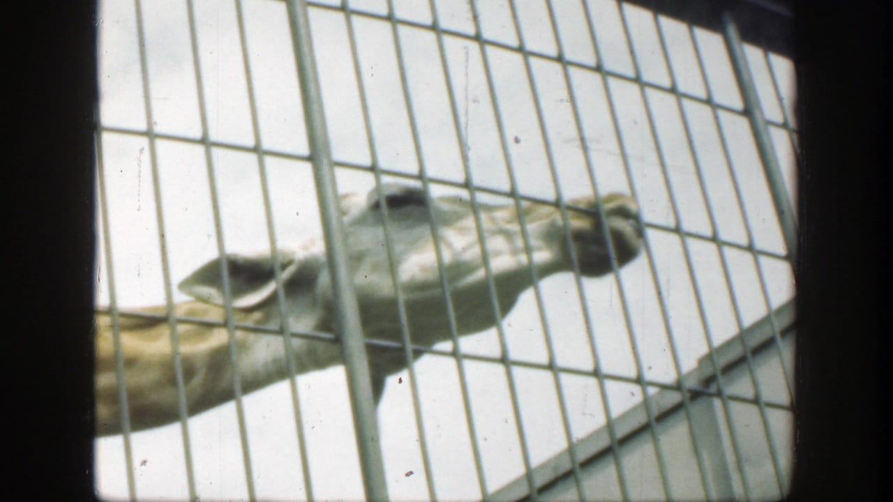 1949 8mm Cincinnati zoo footage shows a giraffe head and neck seen close through a grid of metal bars.