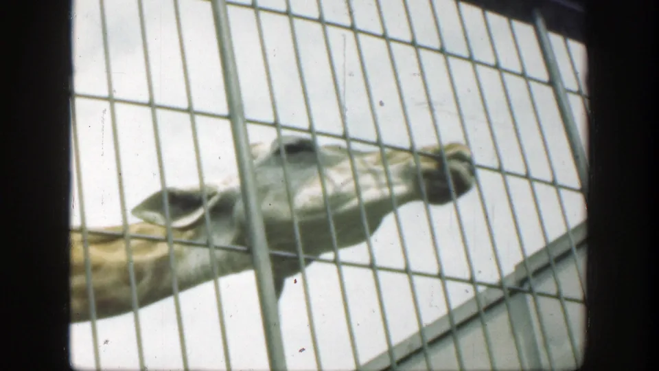 1949 8mm Cincinnati zoo footage shows a giraffe head and neck seen close through a grid of metal bars.