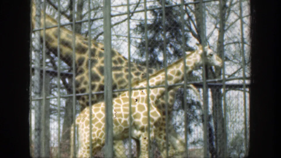In the 1949 Cincinnati zoo clip, an adult giraffe and a young giraffe stand behind metal bars with bare trees beyond.