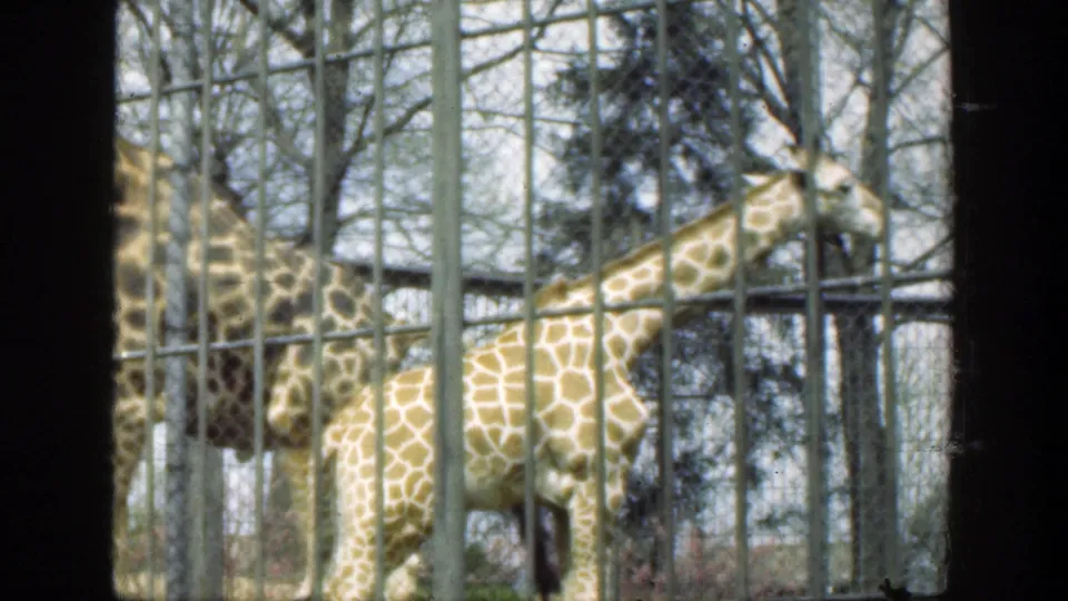 The adult and young giraffes remain visible through the enclosure bars in 1949 Cincinnati zoo home-movie footage.