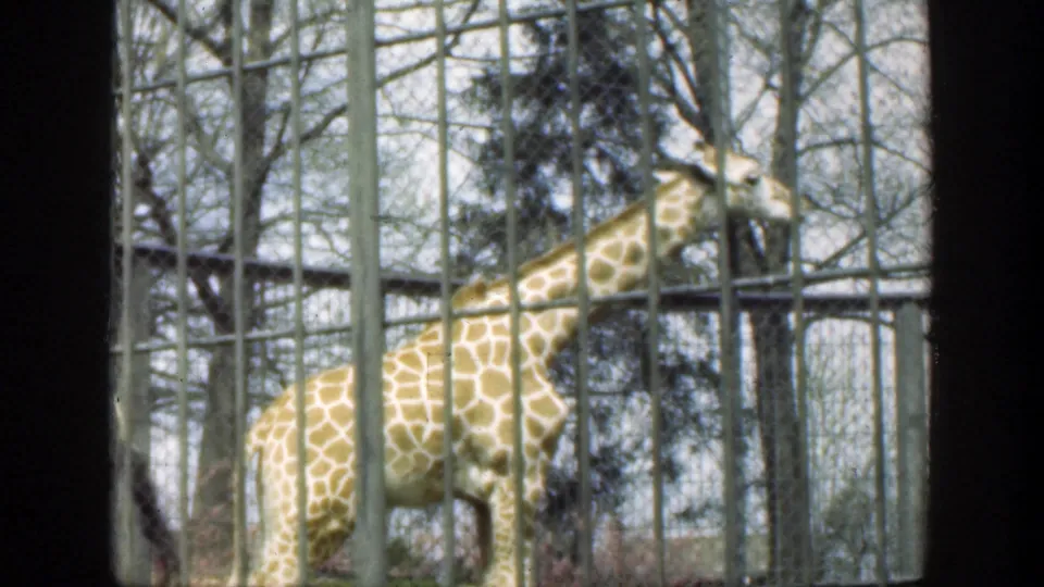 A young giraffe stands near the adult giraffe behind tall bars in the Cincinnati, Ohio zoo footage from 1949.