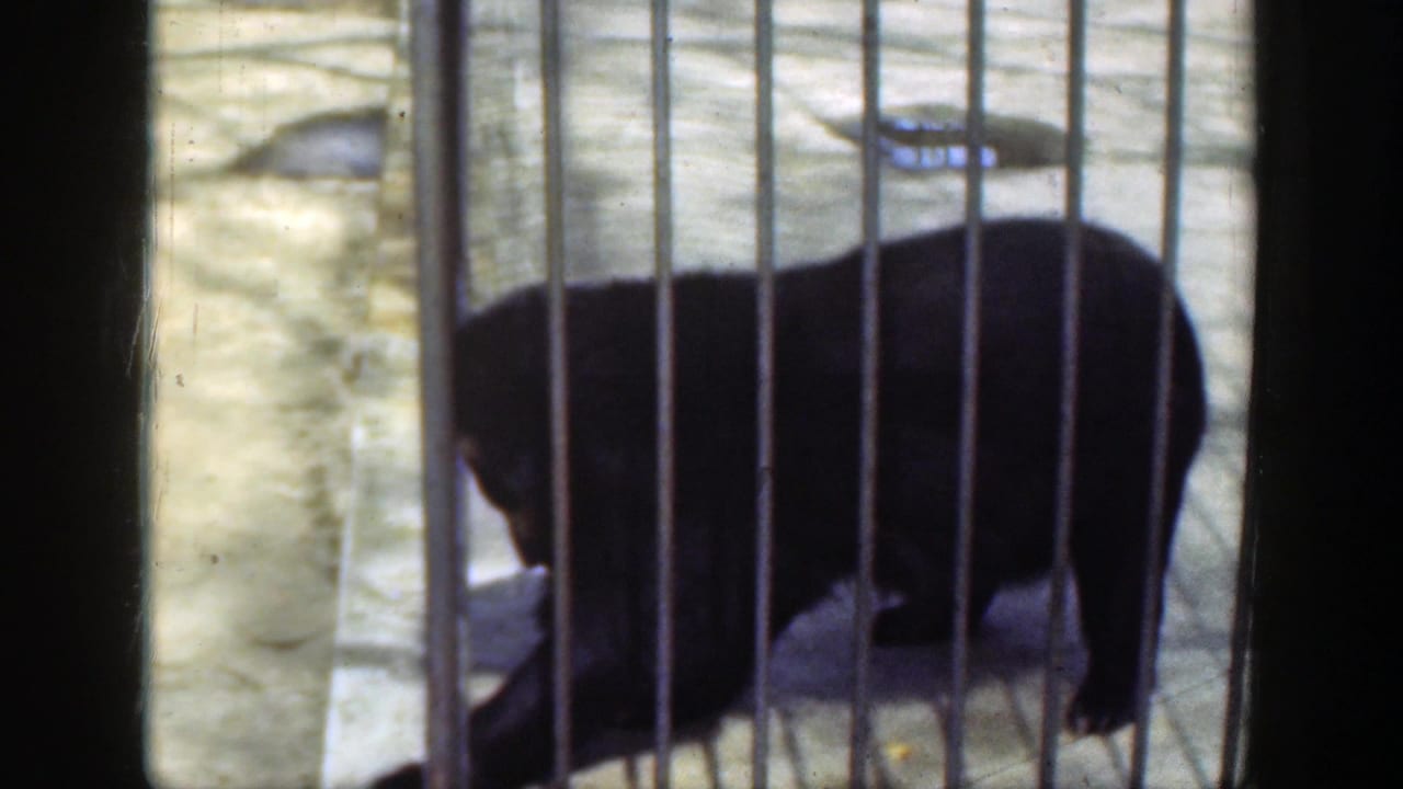 Black bear behind vertical metal bars on a pale concrete floor.