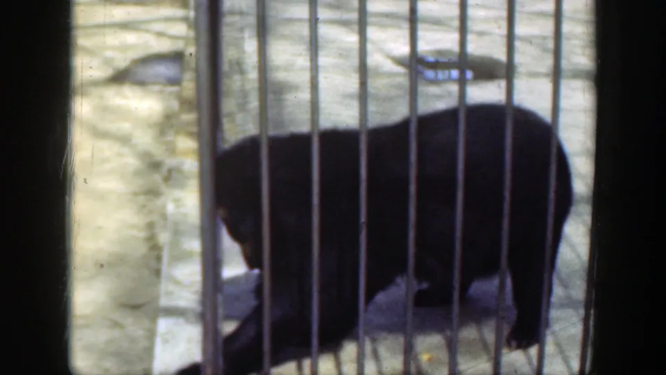 Black bear in a barred zoo enclosure, filmed in Cincinnati in 1949 on faded 8mm home-movie footage.