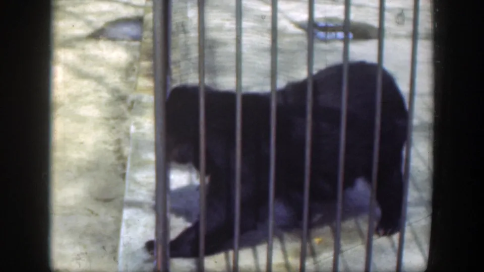 Black bear moves behind closely spaced bars in the Cincinnati 1949 zoo footage, with concrete flooring visible.