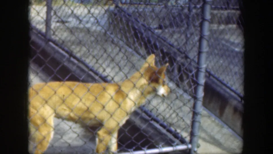 Golden-brown canid, possibly a dog or coyote, stands behind chain-link fencing in 1949 Cincinnati zoo footage.