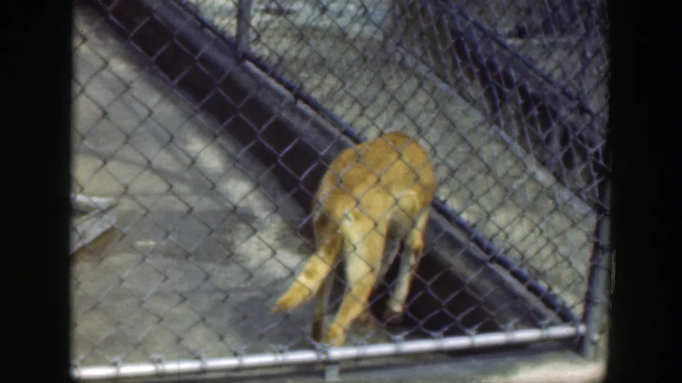 Golden-brown canid walks near chain-link fencing and concrete flooring in the Cincinnati 1949 home-movie clip.