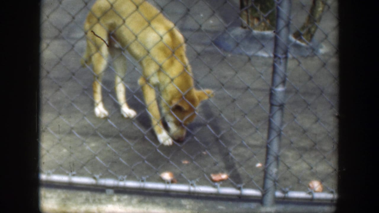 Light-colored dog sniffing the floor behind chain-link fencing.