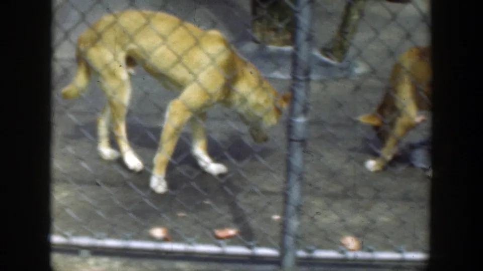 A light-colored dog stands with its head down inside a chain-link enclosure in the 1949 Cincinnati zoo clip.