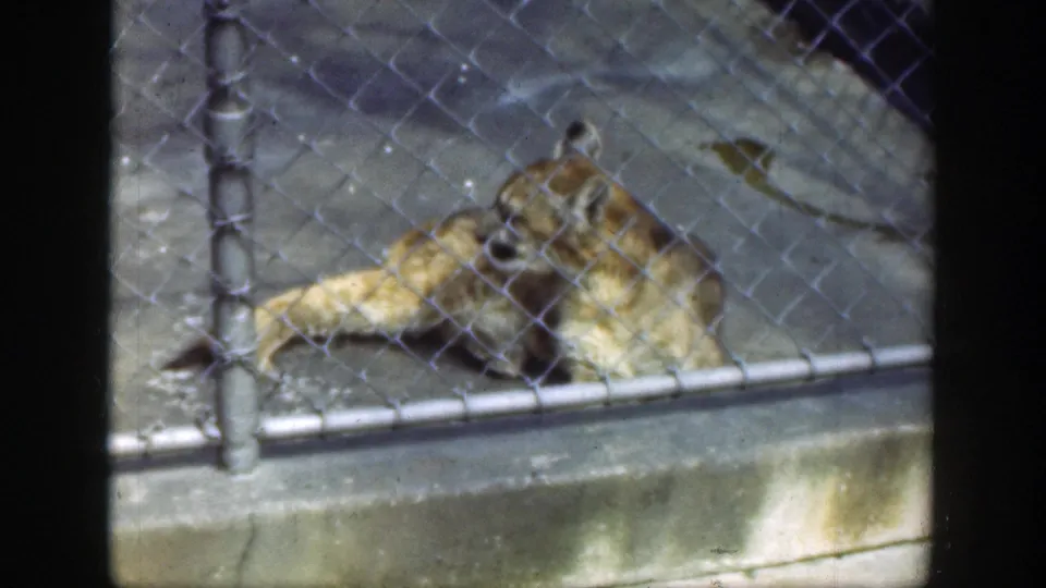A jaguar rests behind chain-link fencing in a concrete zoo enclosure, seen through soft 8mm film grain.