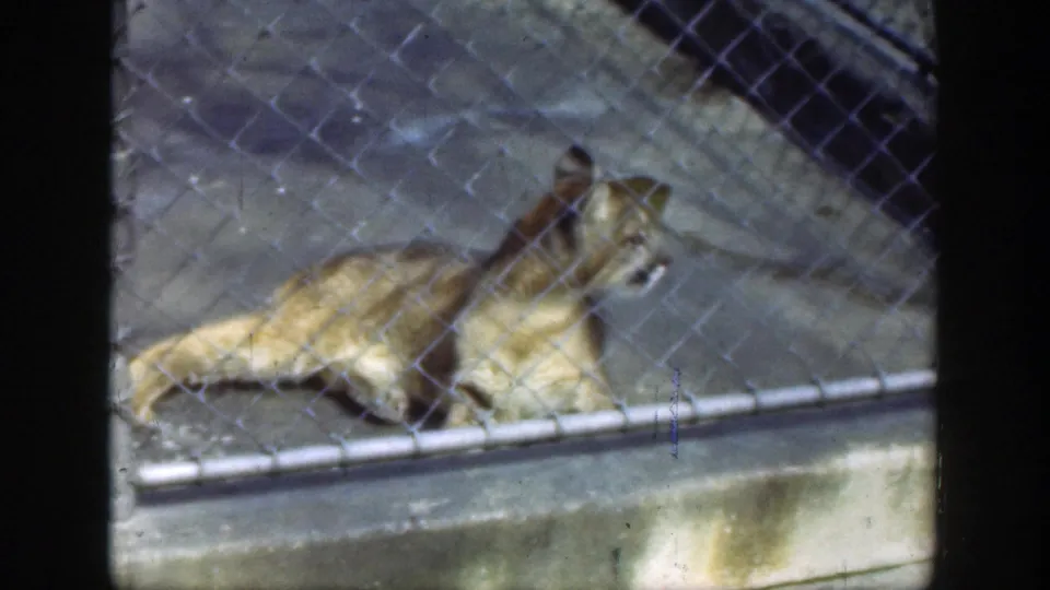 The 1949 Cincinnati zoo footage shows a jaguar lying near the fence, its head turned within a concrete enclosure.