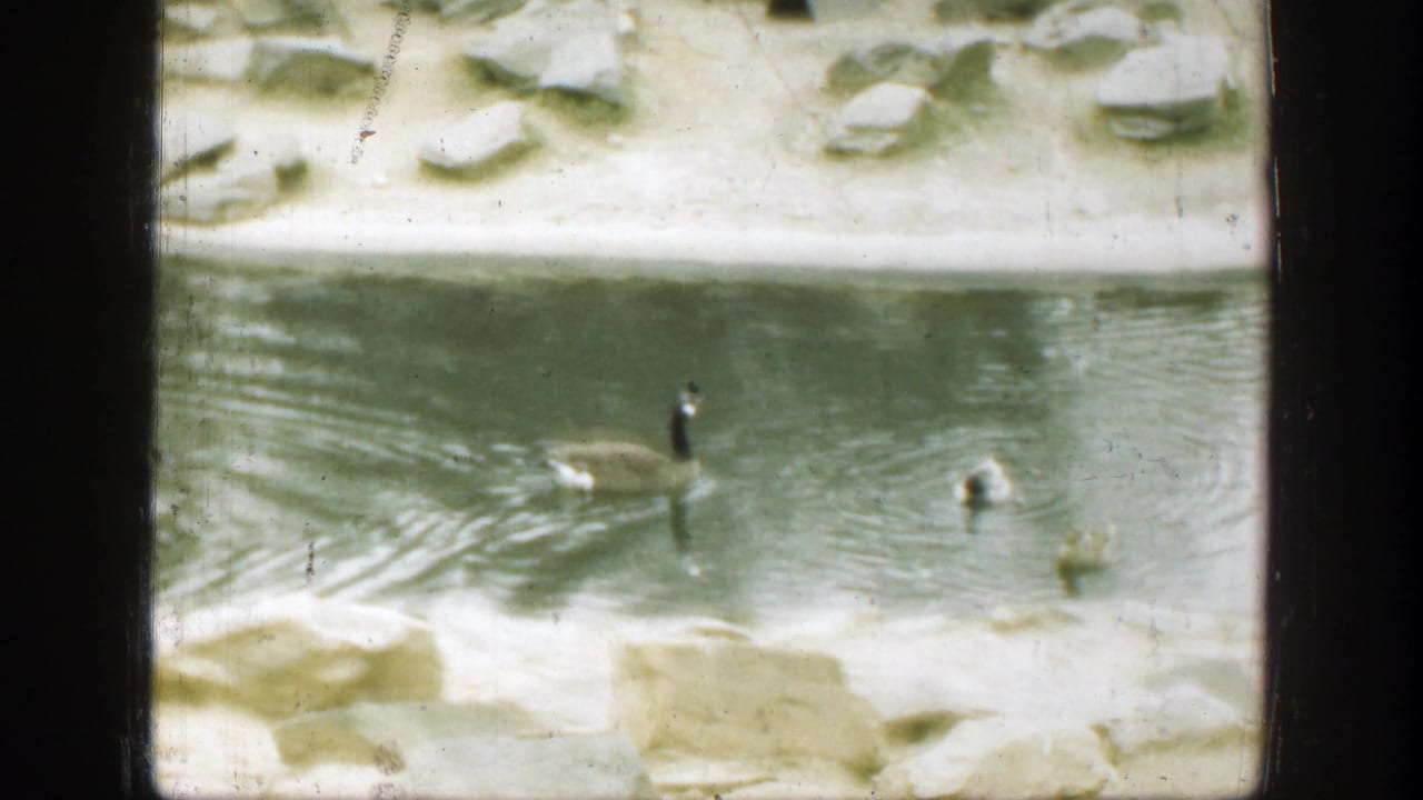 Geese and ducks swim across a pond beside a pale rocky shore.