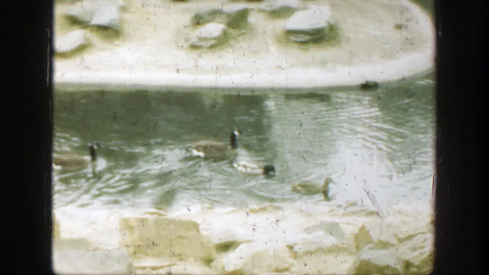 1949 Cincinnati 8mm frame of geese and ducks crossing a small pond, seen through dark vertical frame edges.