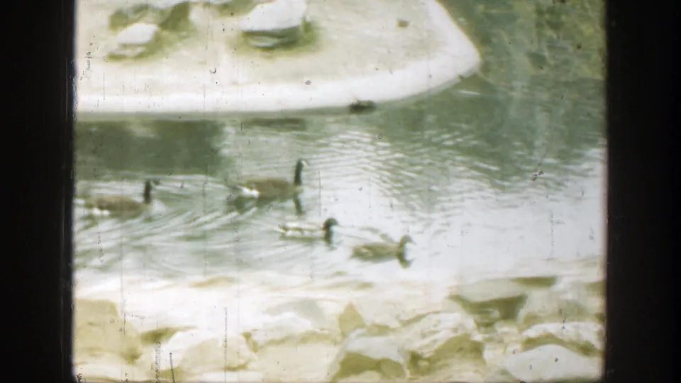 Soft 8mm frame from 1949 Cincinnati showing geese and ducks swimming below a pale rocky pond bank.