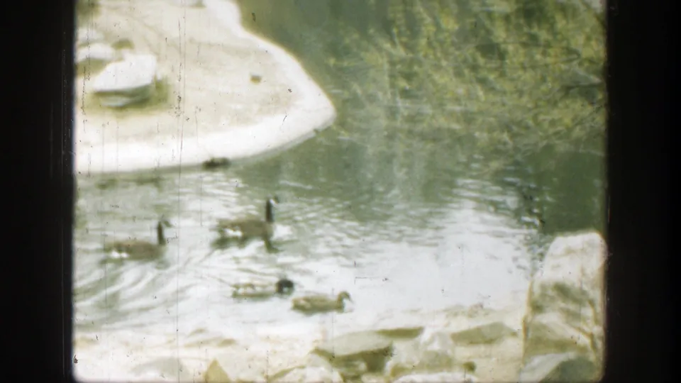Final 1949 Cincinnati frame of geese and ducks on reflective pond water, bordered by pale rocks and dark film-frame edges.