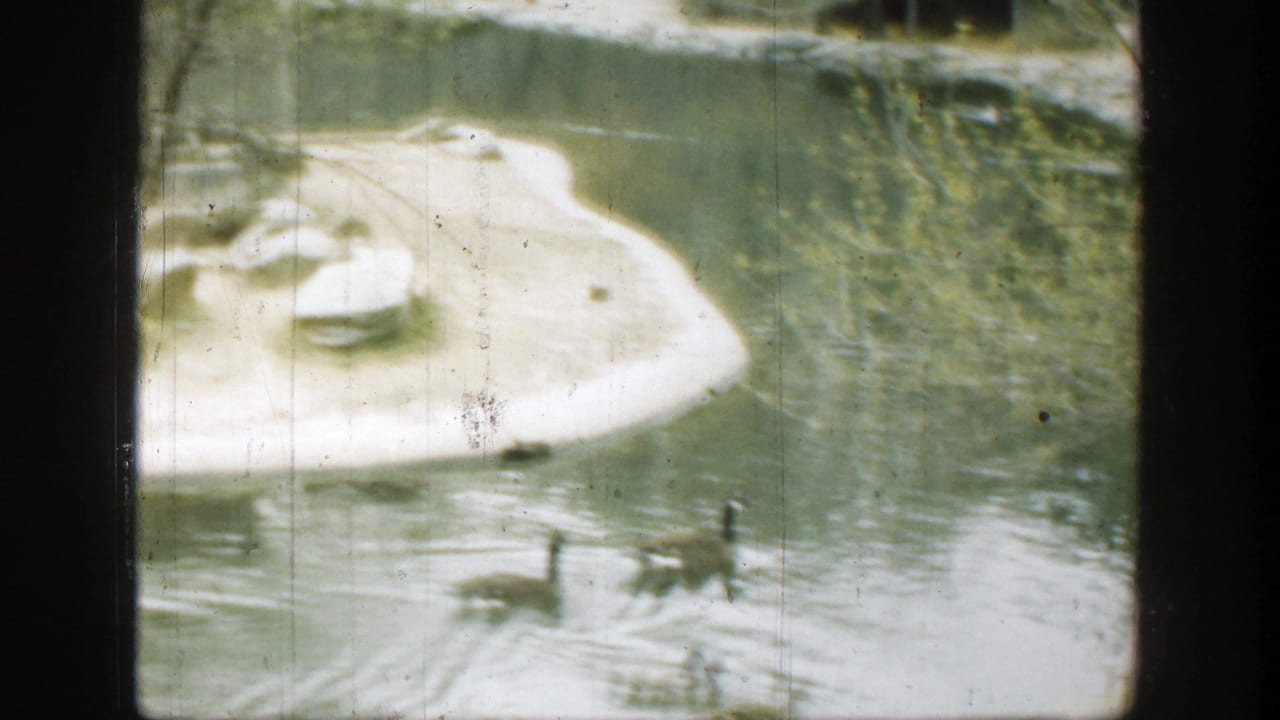 Waterfowl move across a pond beside a small sandy island with rocks and trees.