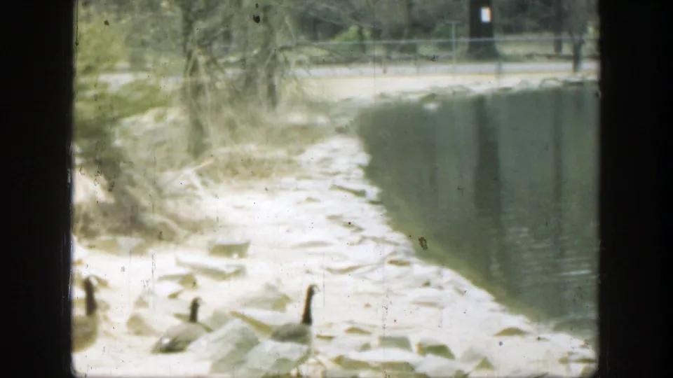 1949 Cincinnati-area 8mm frame showing water birds near shoreline rocks, pale sand, pond water, and sparse vegetation.