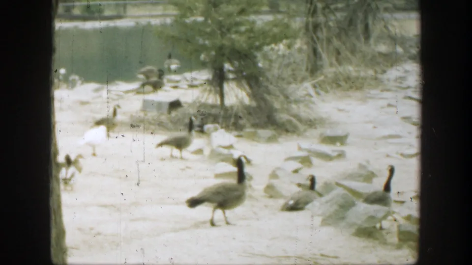 1949 Cincinnati-area home-movie still with several geese or similar water birds on pale sand beside pond water and trees.