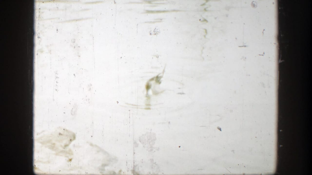 Faded 1949 8mm home-movie frame from Cincinnati showing mostly bright water or film surface with scratches and an indistinct bird form.