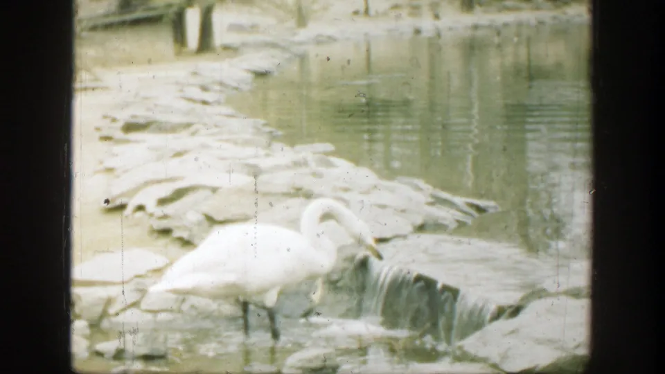 1949 8mm home-movie frame from Cincinnati showing a white swan lowering its neck near a small waterfall and rocky shallow water.