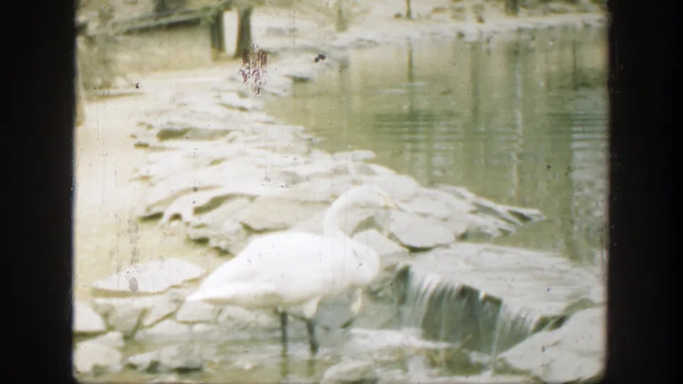 Faded 1949 Cincinnati 8mm frame showing a white swan at a rocky stream edge near a small waterfall, with scratches across the scan.