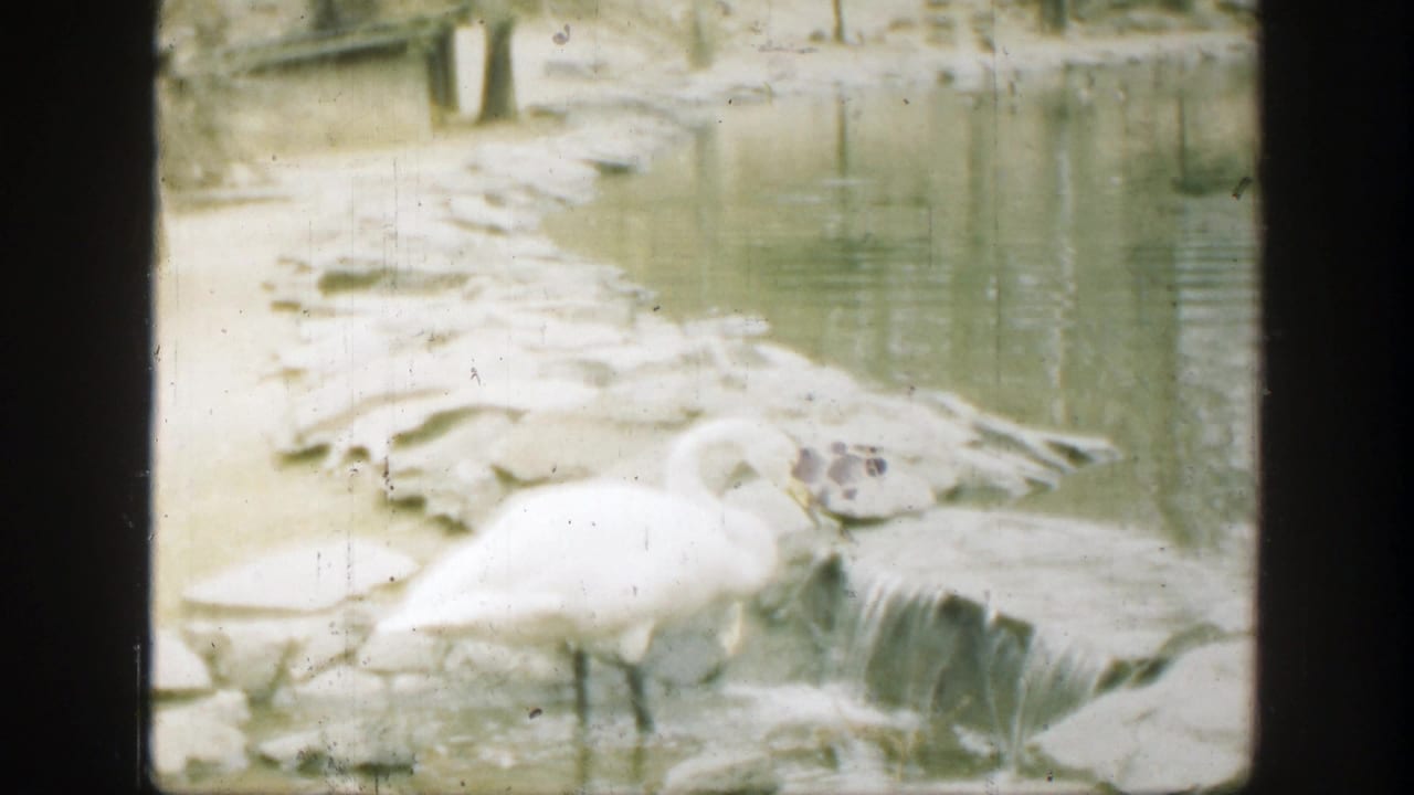 White swan bends over shallow water beside rocks and a small waterfall.