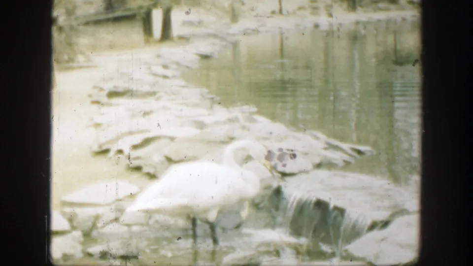 White swan forages in a shallow rocky pool in 1949 Cincinnati 8mm home-movie footage.