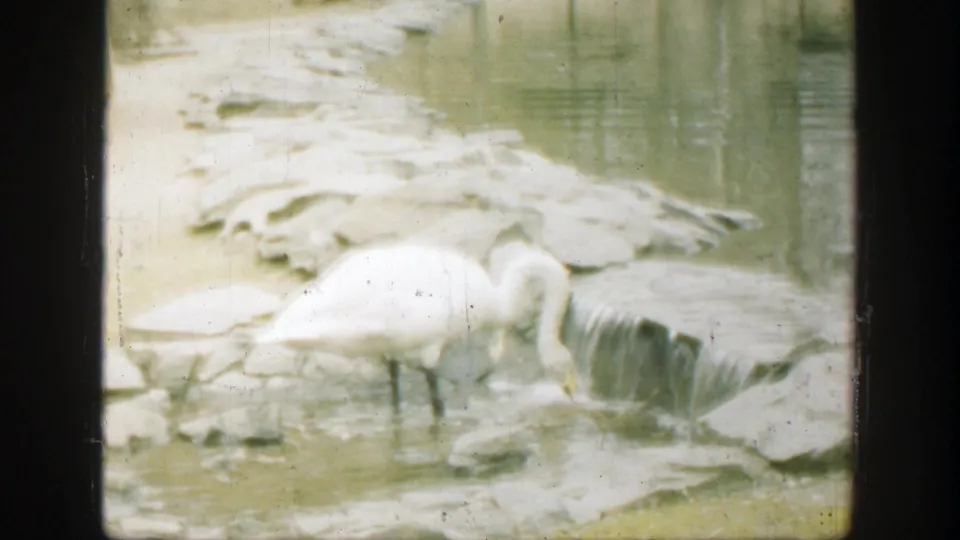 White swan stands beside a rocky water feature in supported 1949 Cincinnati home-movie footage.