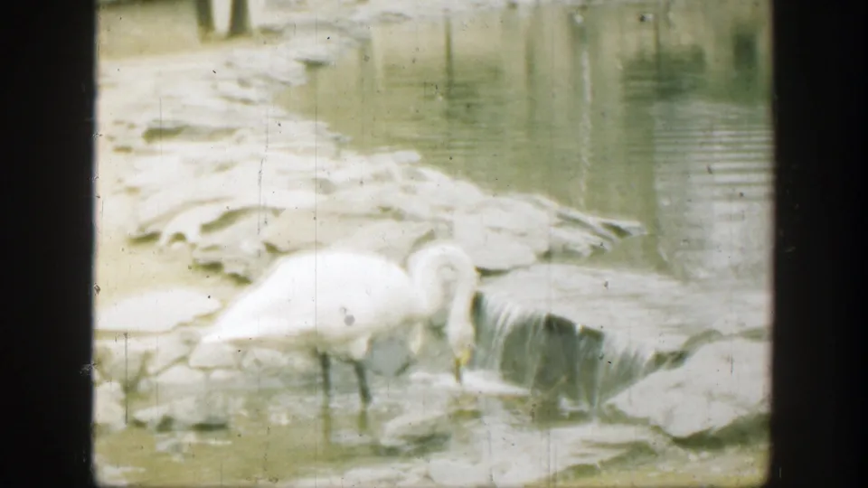 White swan lowers its neck to forage or drink in a rocky pool, from 1949 Cincinnati 8mm footage.