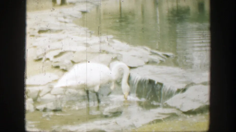 White swan forages beside a low waterfall in archival 1949 Cincinnati 8mm home-movie footage.