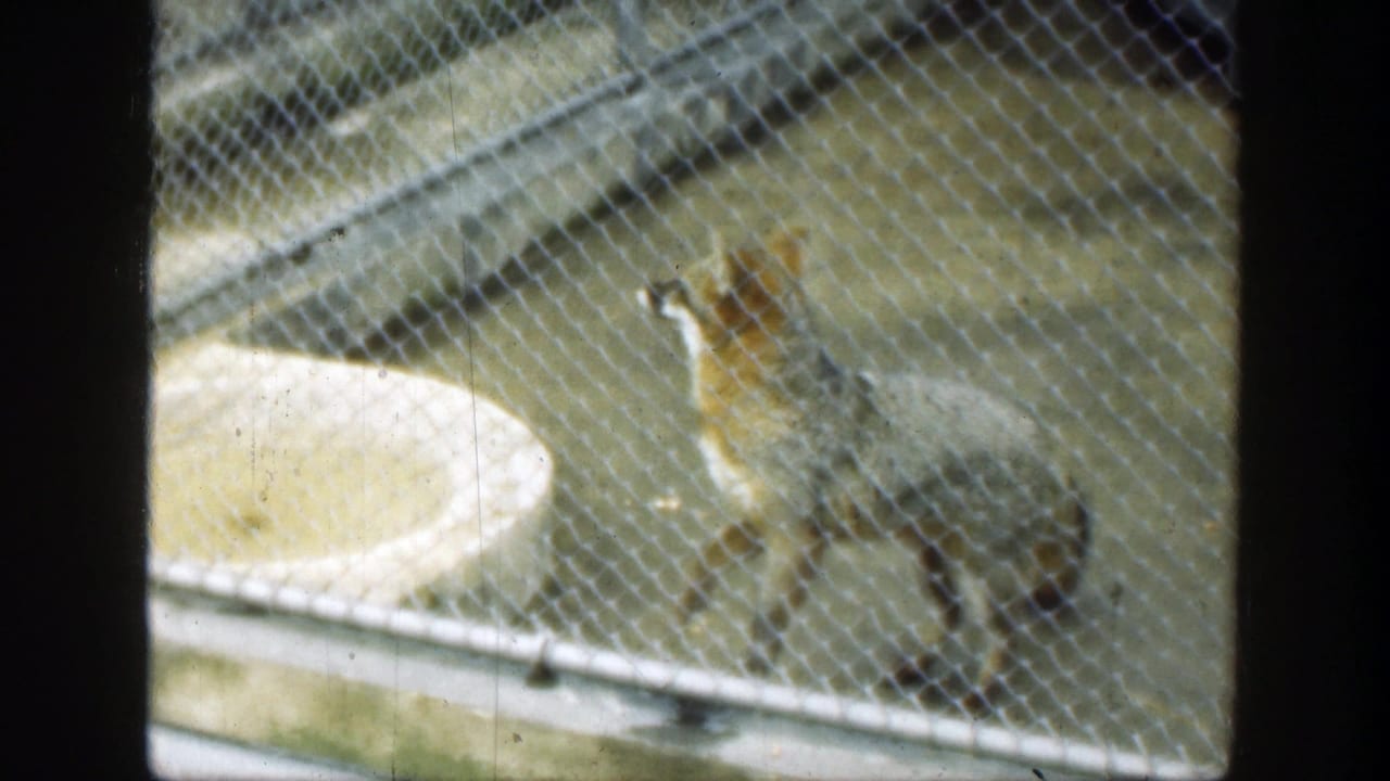 Fox standing behind chain-link fencing near a shallow feeding bowl.